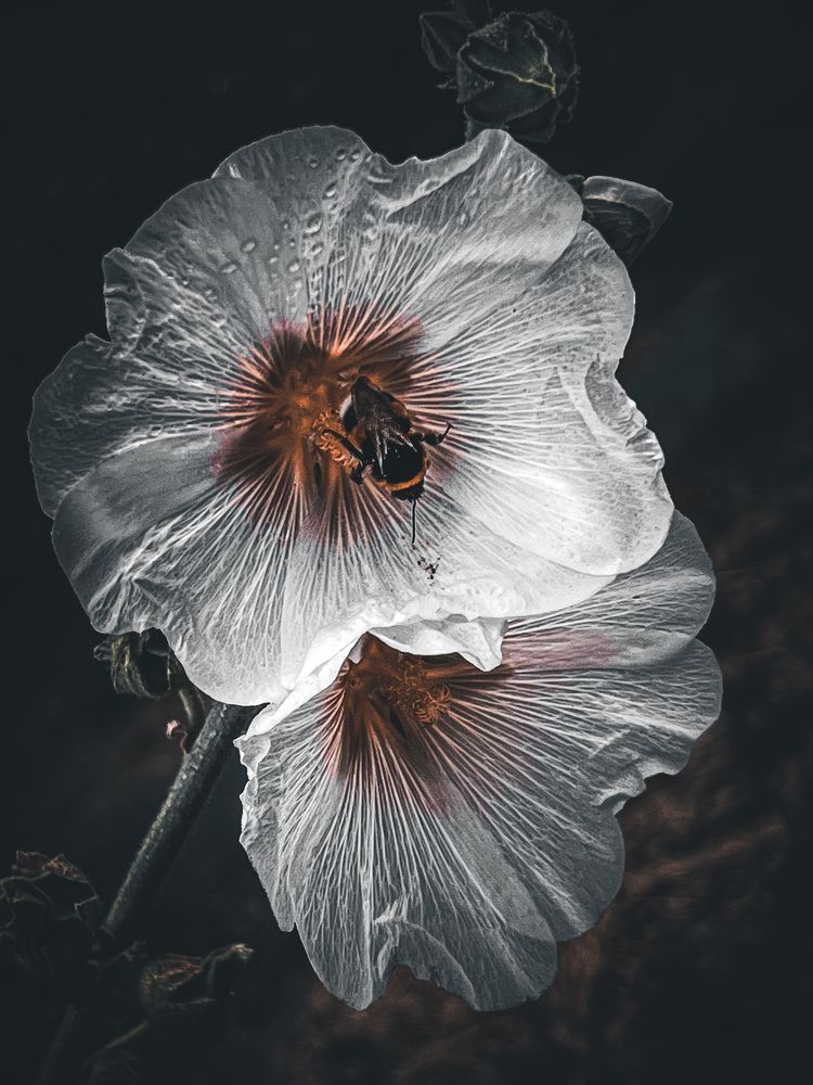 Photograph by Елена Башмакова