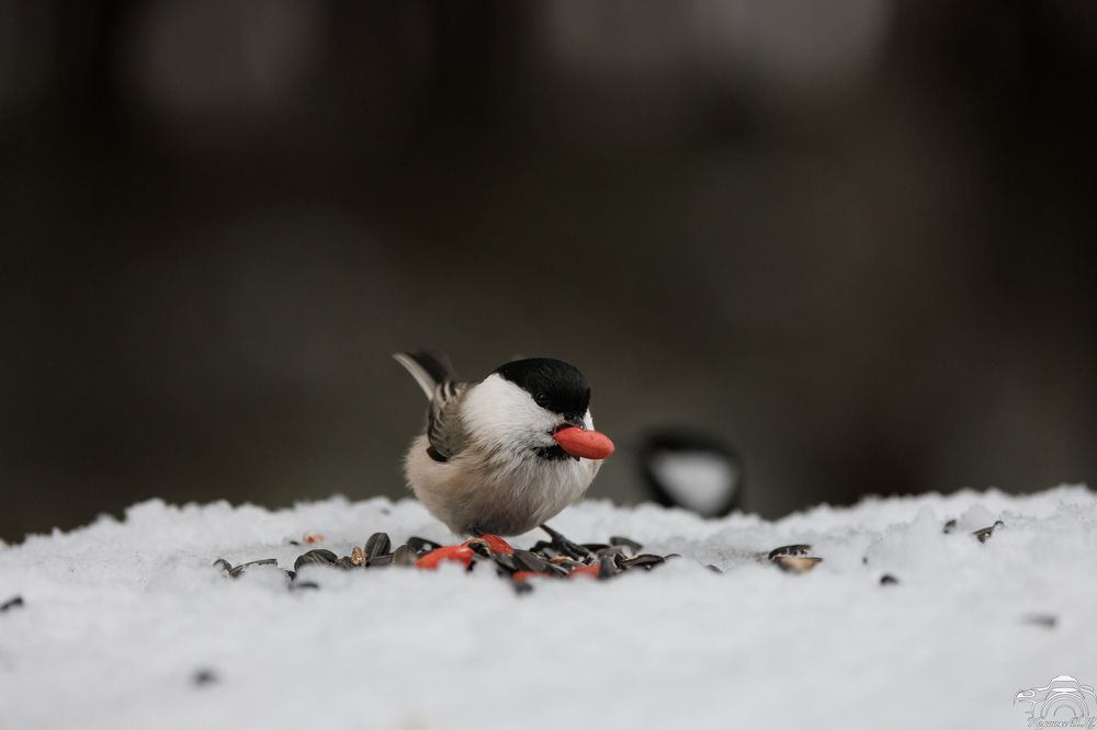 Photograph by Valentin Kolinko