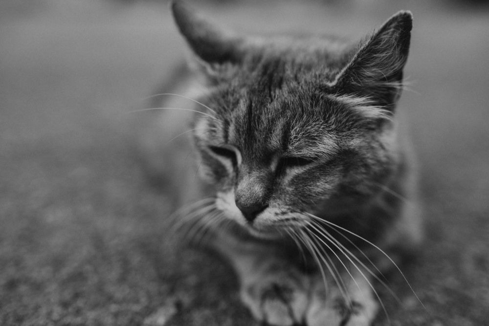 Photograph by Tomislav Safundžić