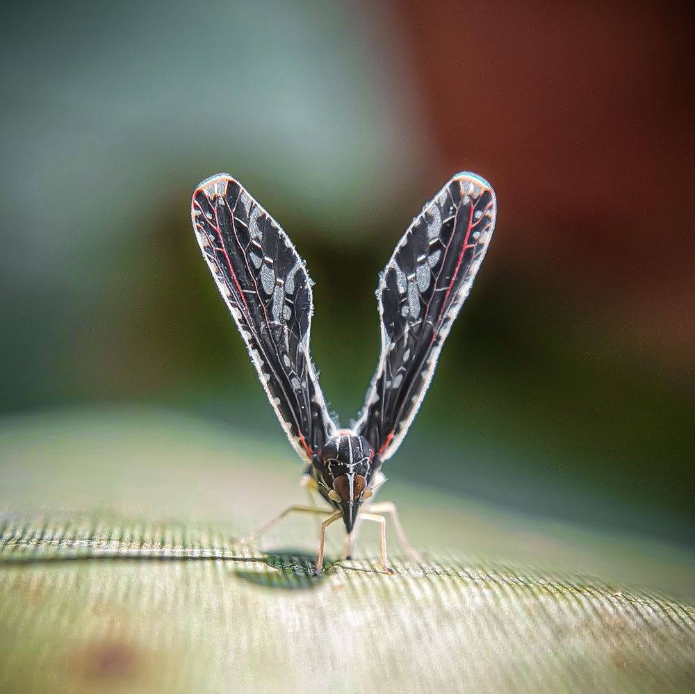 Derbid planthopper