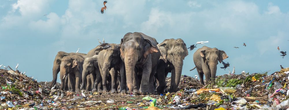 Sri Lanka’s vanishing tuskers