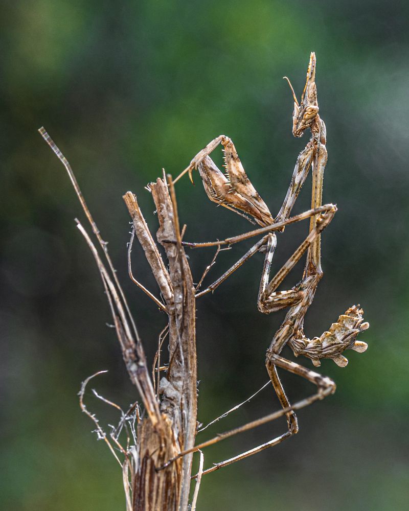 Empusa pennata
