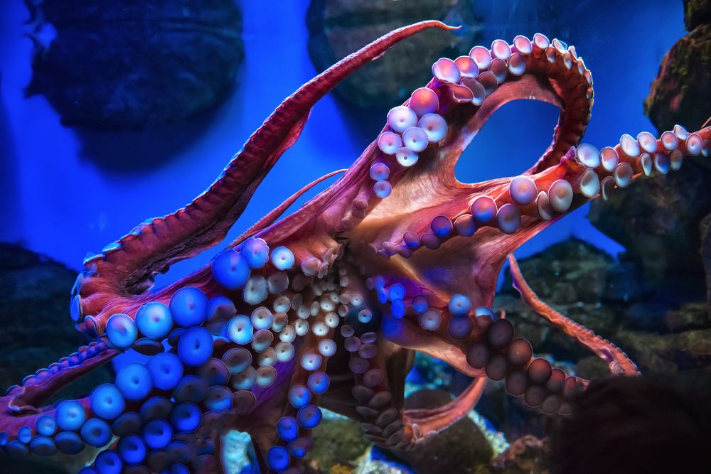 Гигантский осьминог