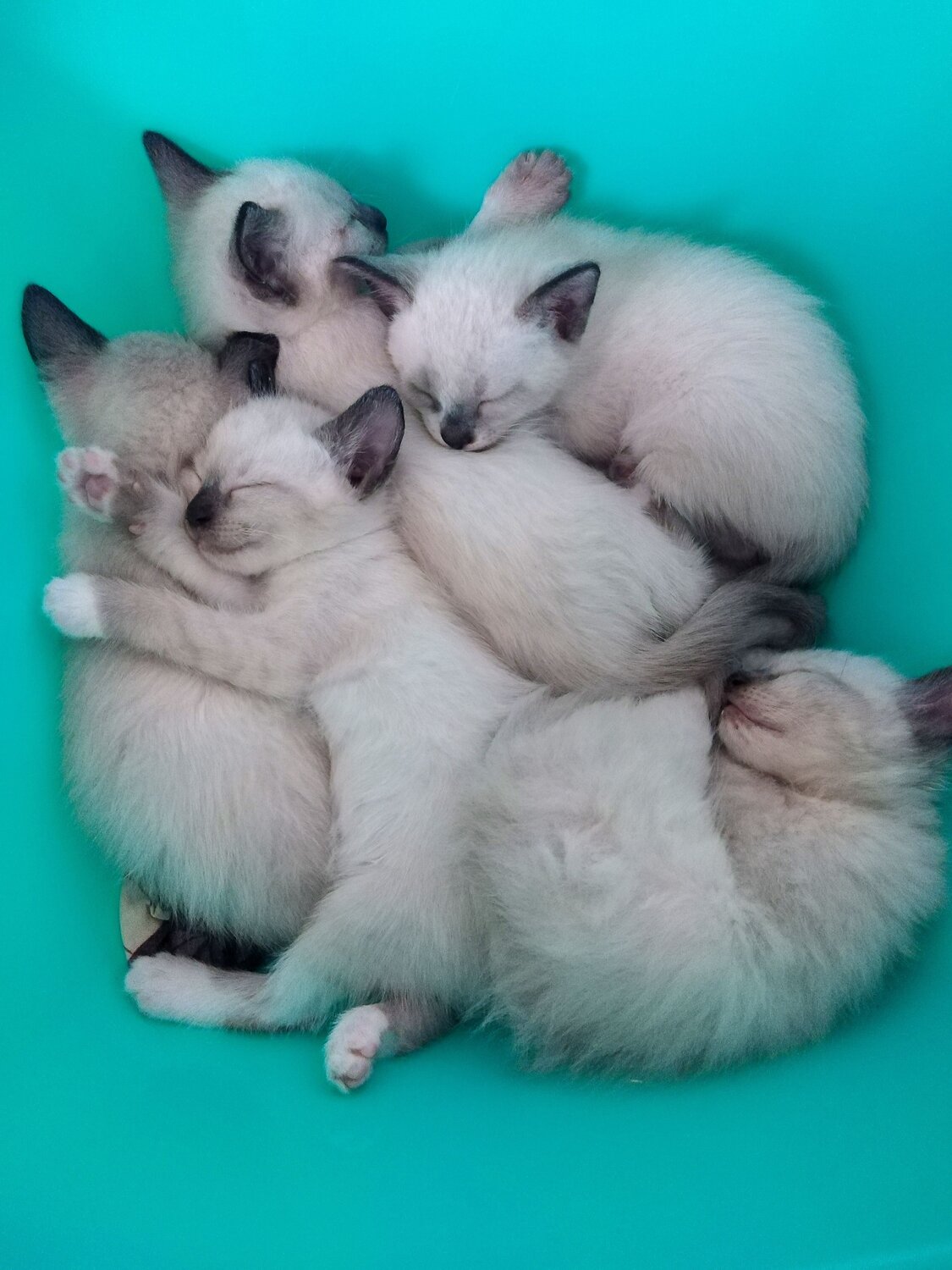 Photo #8947824