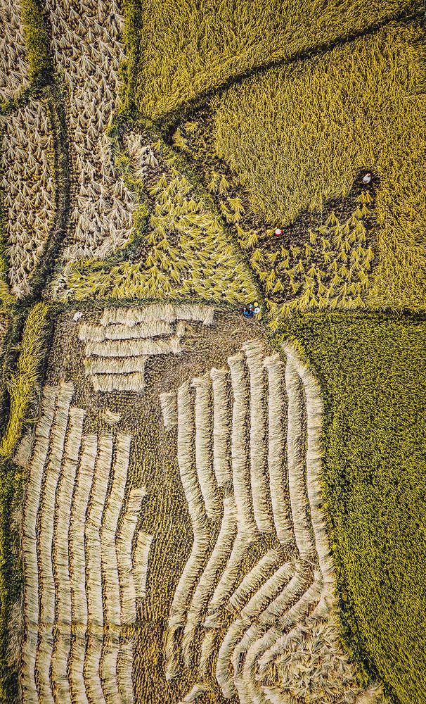 Фотография автора Reza Rafizadeh