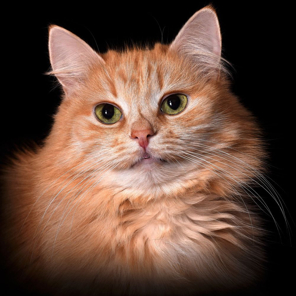 Red - haired kitty - Рыжая кошечка