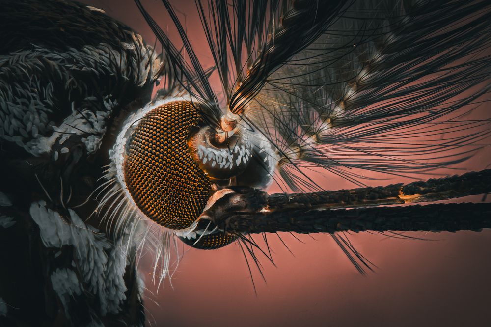 Фотография автора Tran Tuan