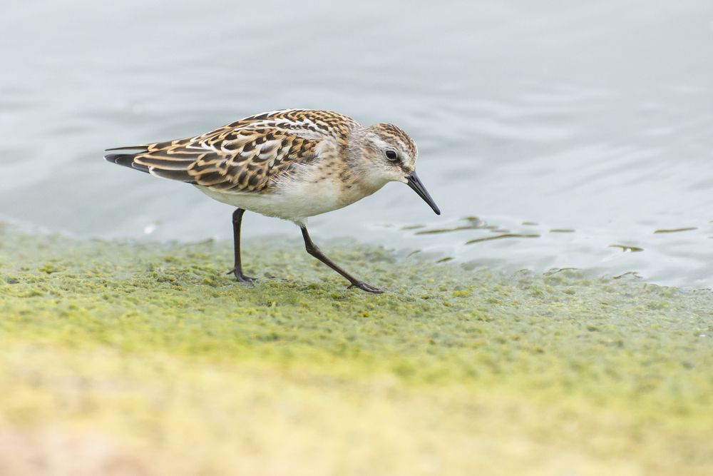 Photograph by Мария Долбич