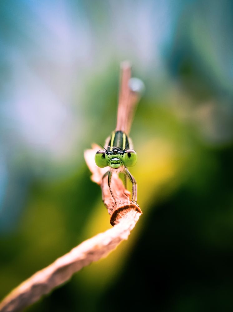 Photograph by Soaham Sur