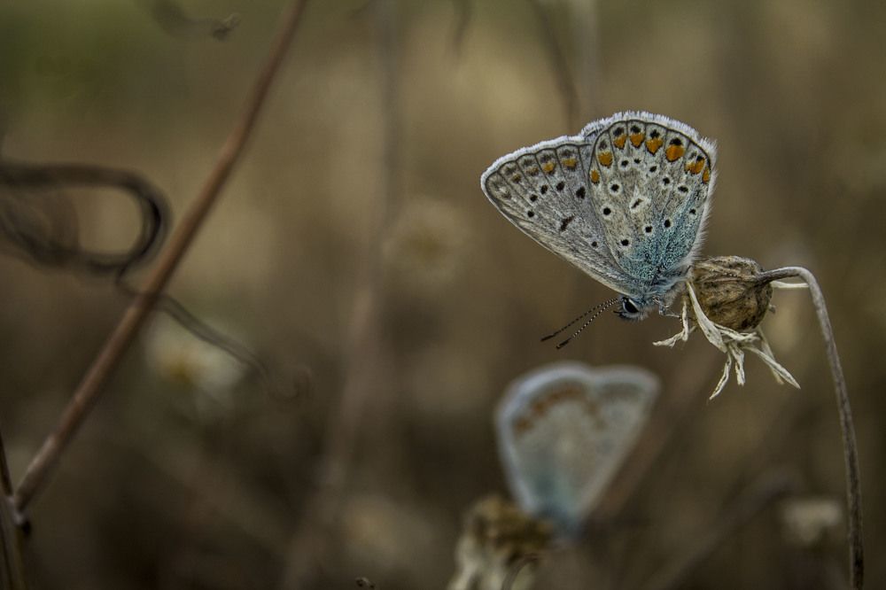 Photograph by iliya levkov