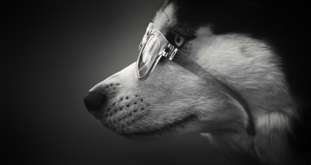 Портрет хаски в очках