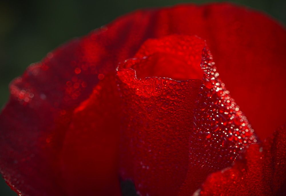 Photograph by Ольга Золототрубова