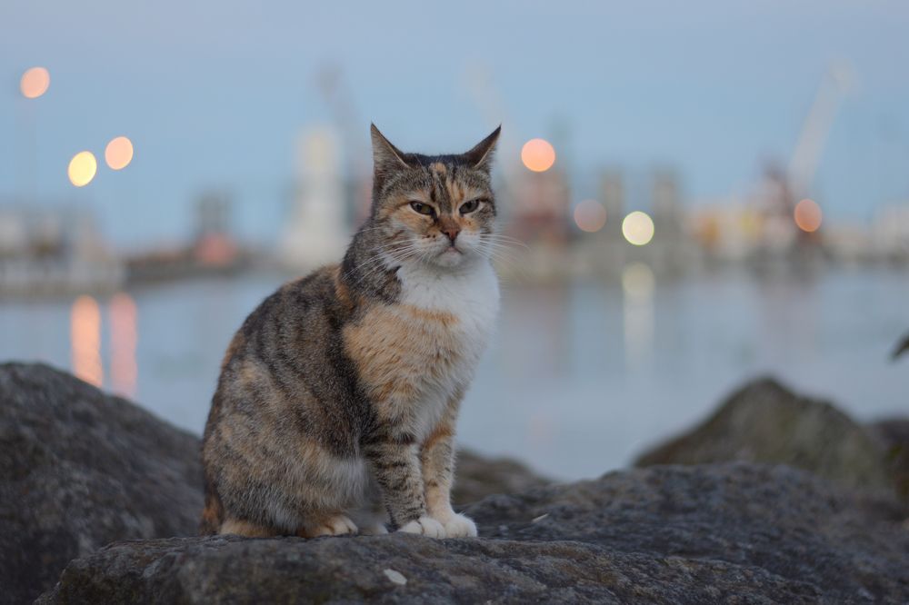 Photograph by Mina Mamdouhi