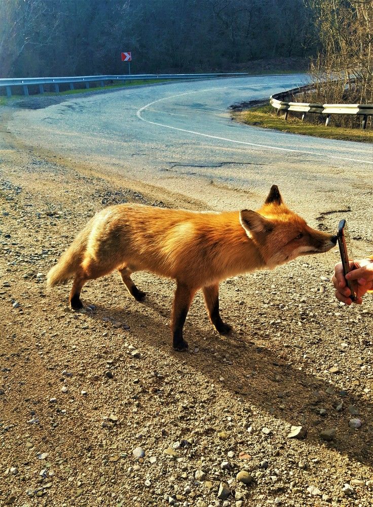 Неожиданная встреча