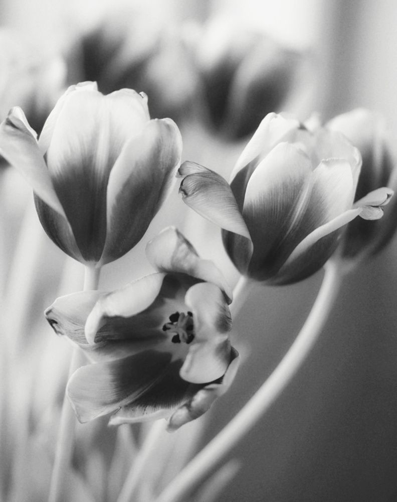 Photograph by Irina Volkova
