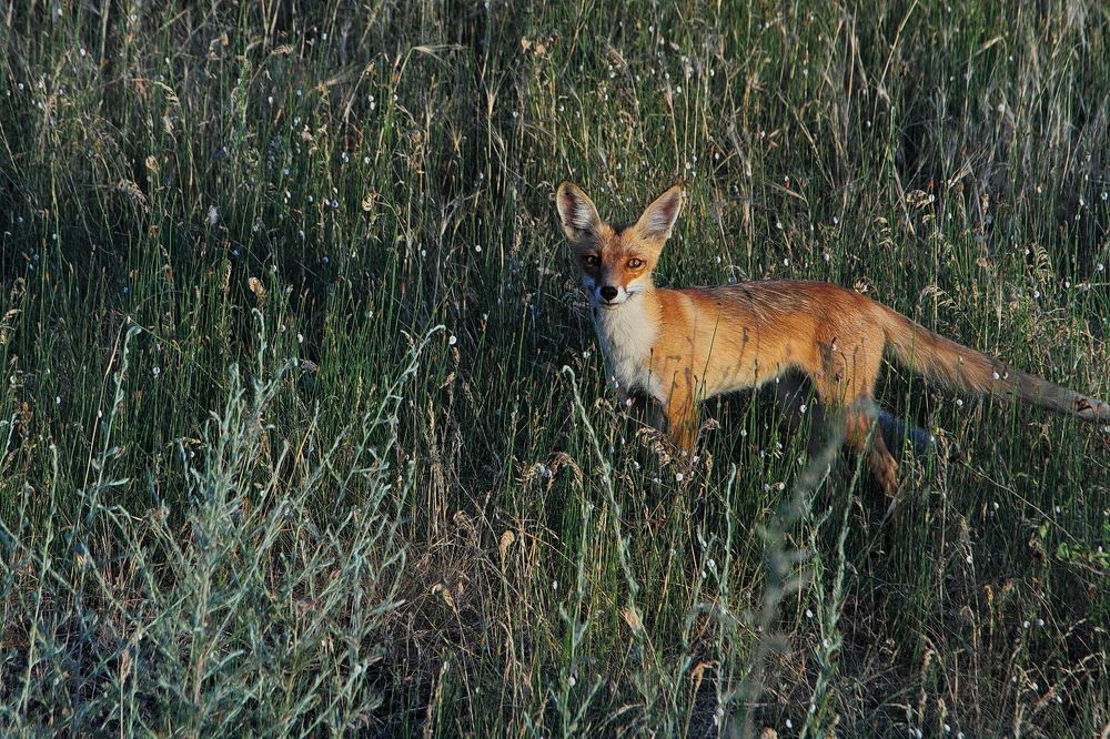 Фотография автора Александр Челмодеев