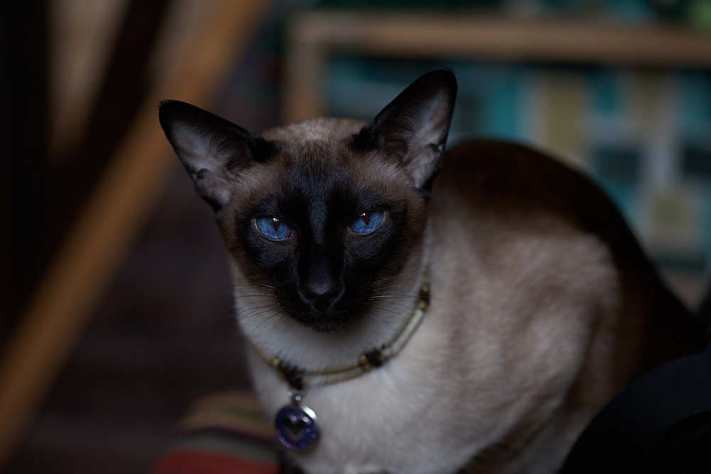 Фотография автора Виктор Конев