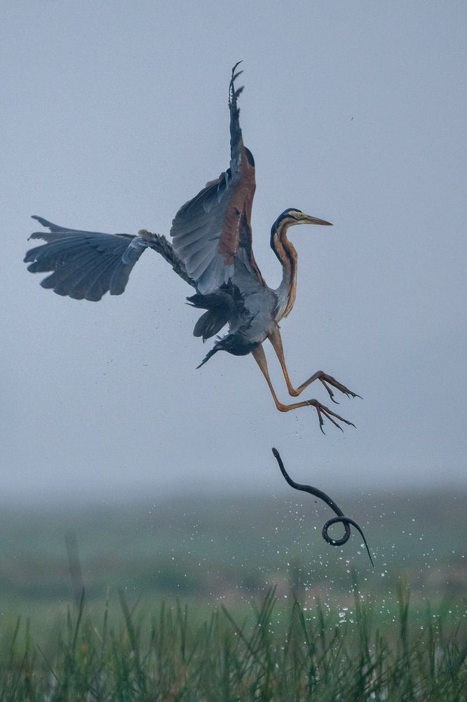 Photograph by Dr Soumen Chanda