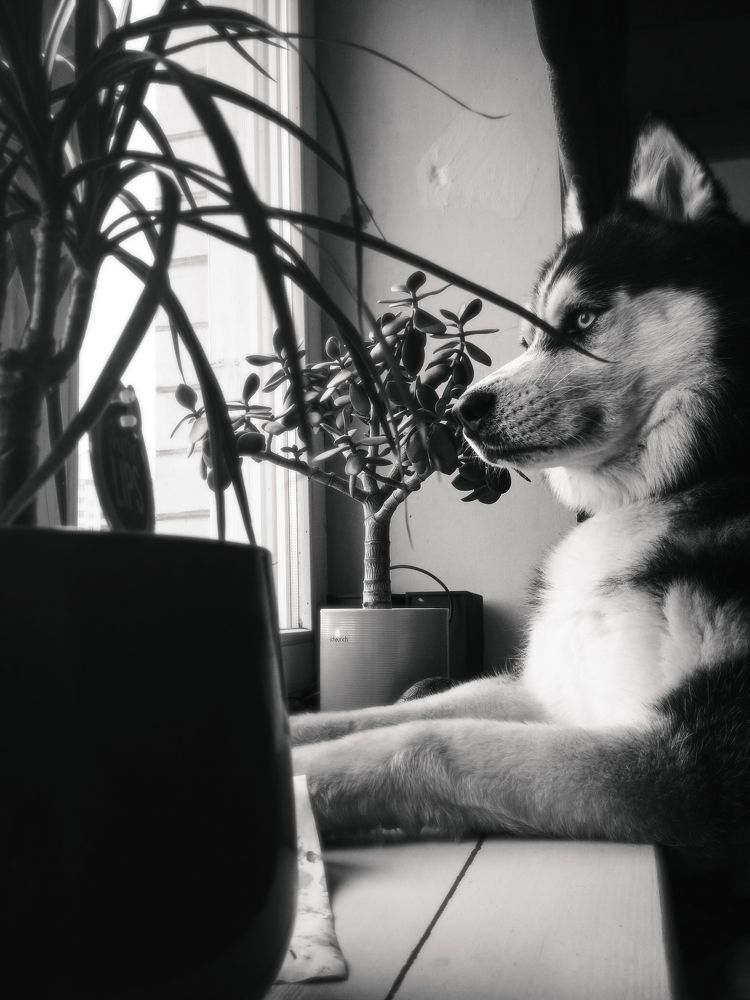 Хаски смотрит в окно