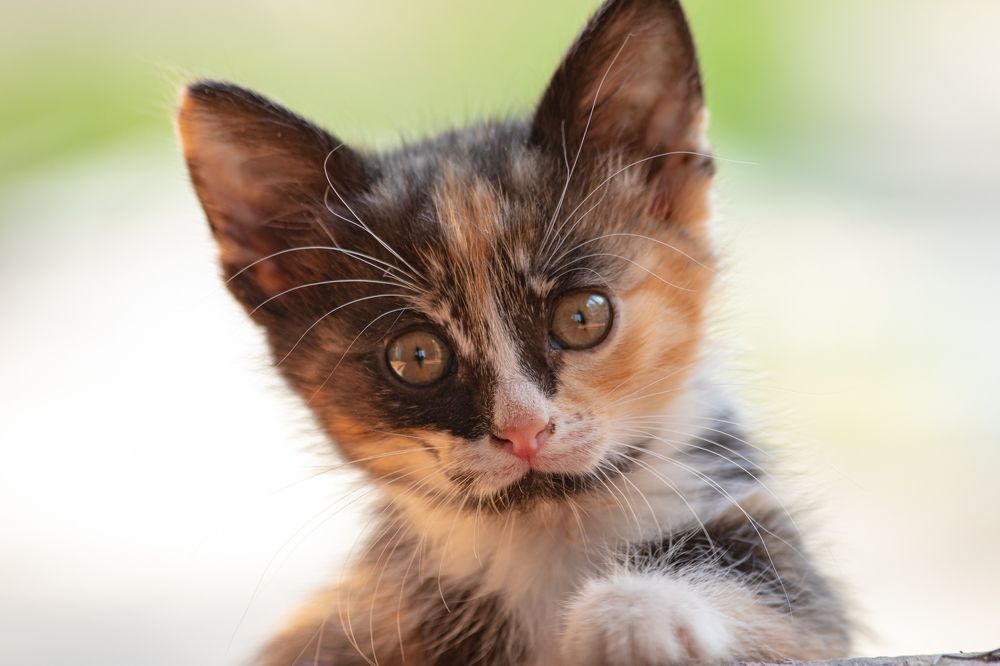 Photograph by Ирина Нурбаева