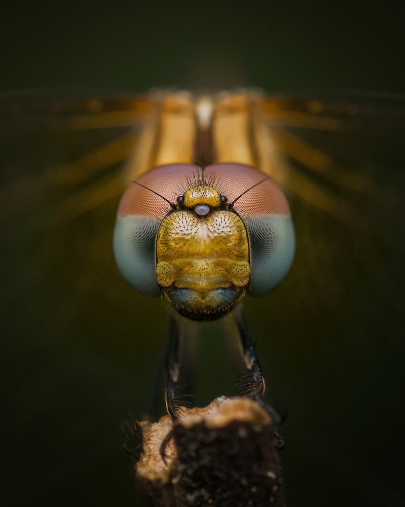 Photograph by Utkarsh Patil