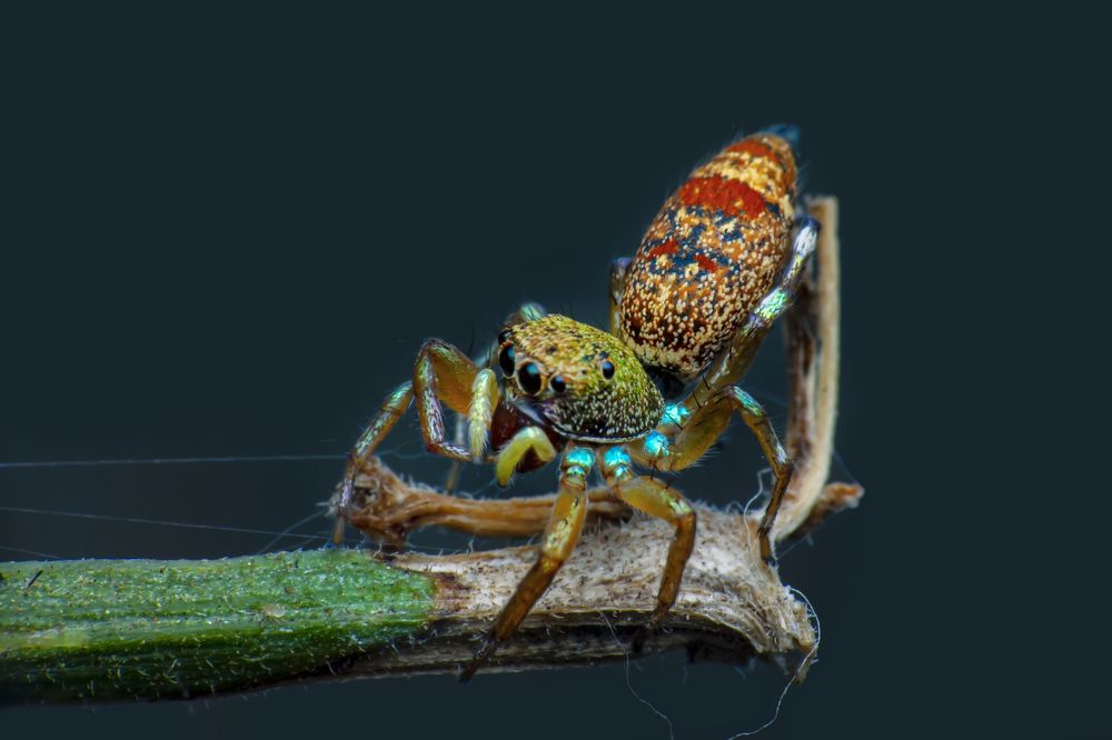 Фотография автора NeCoTi ChonTin