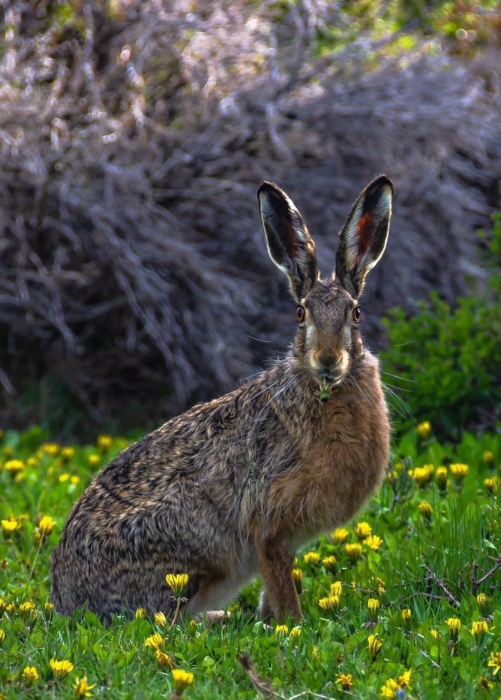 The surprised rabbit