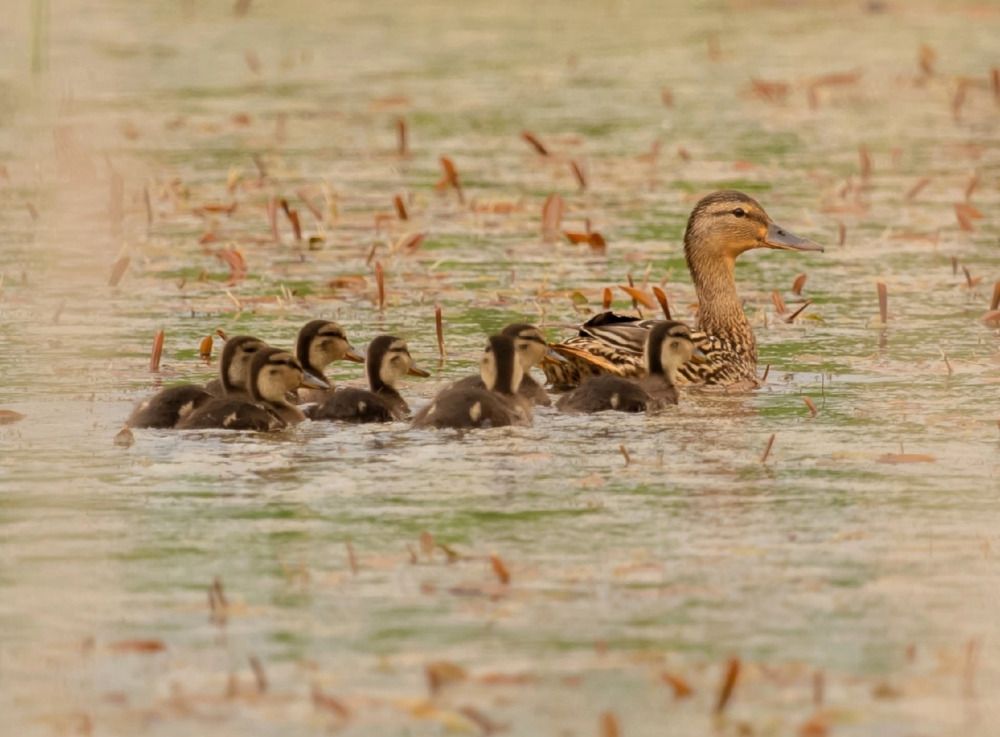 Photograph by Елена Хорохорина