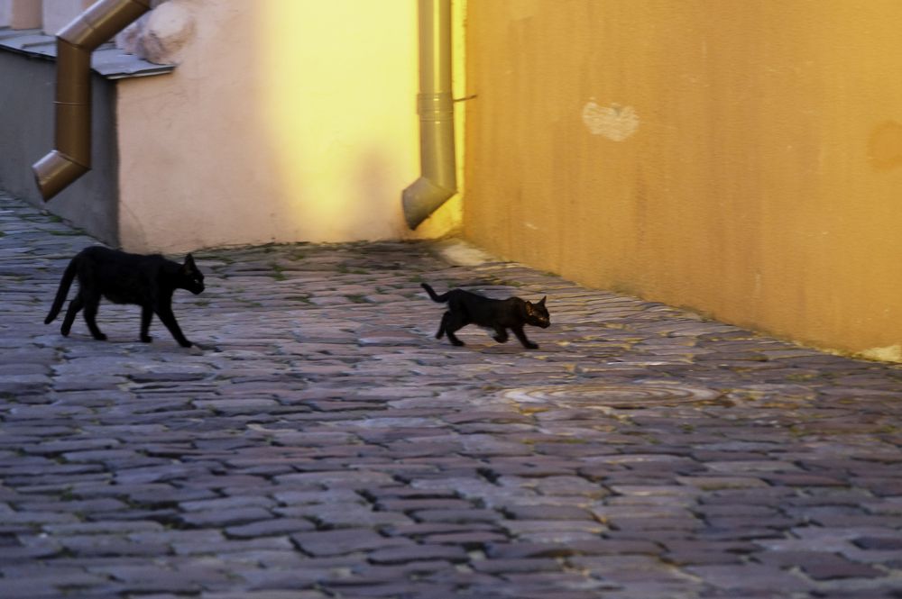 Photograph by Оксана Кобинец