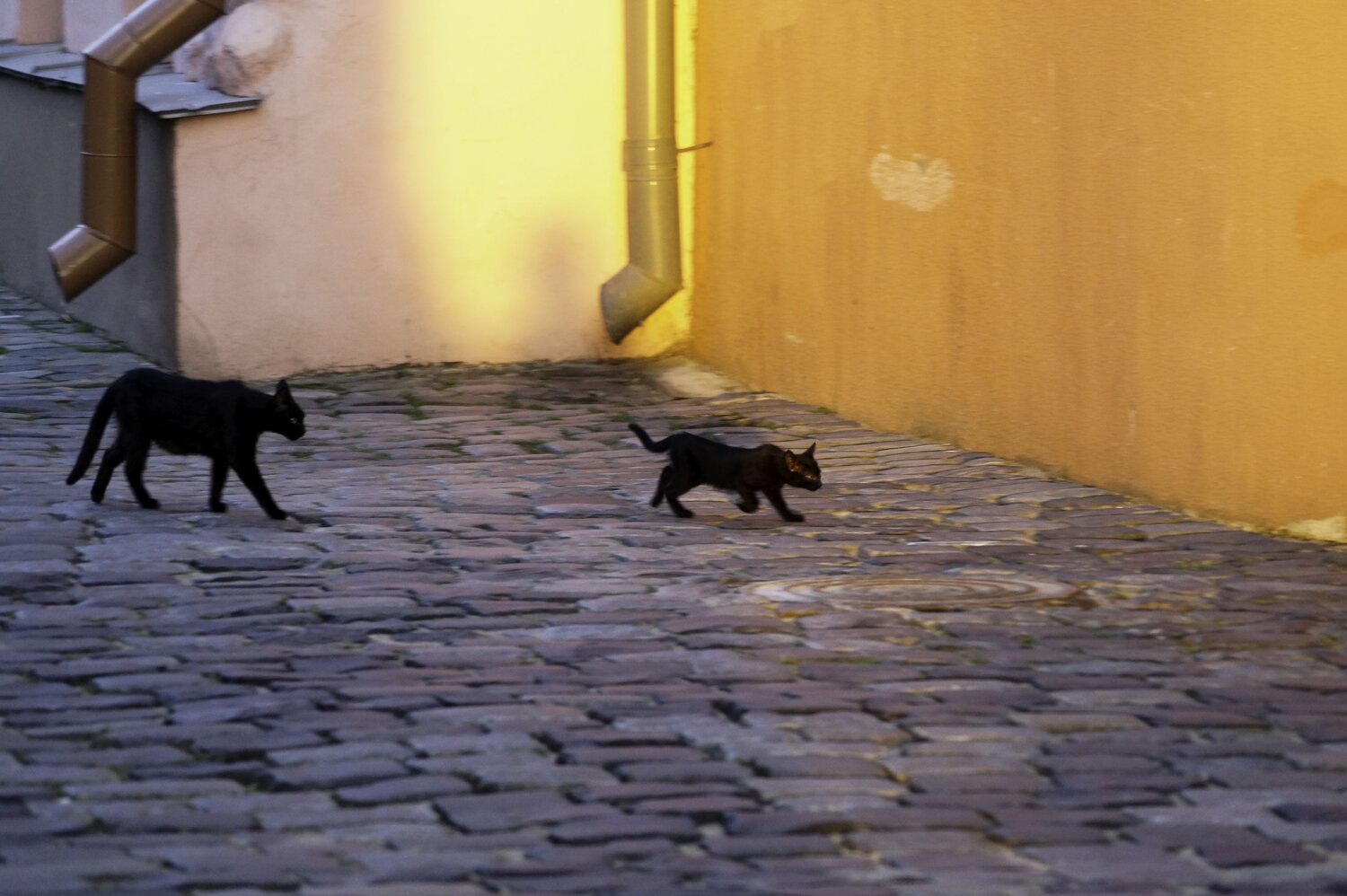 Photo #8949388