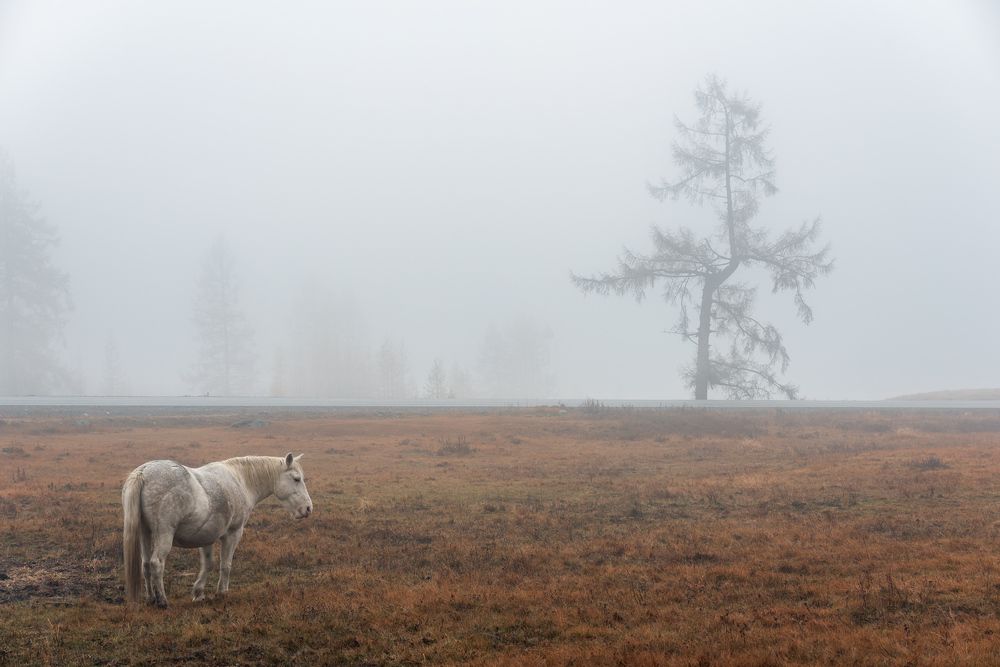 Photograph by Крицак Ольга