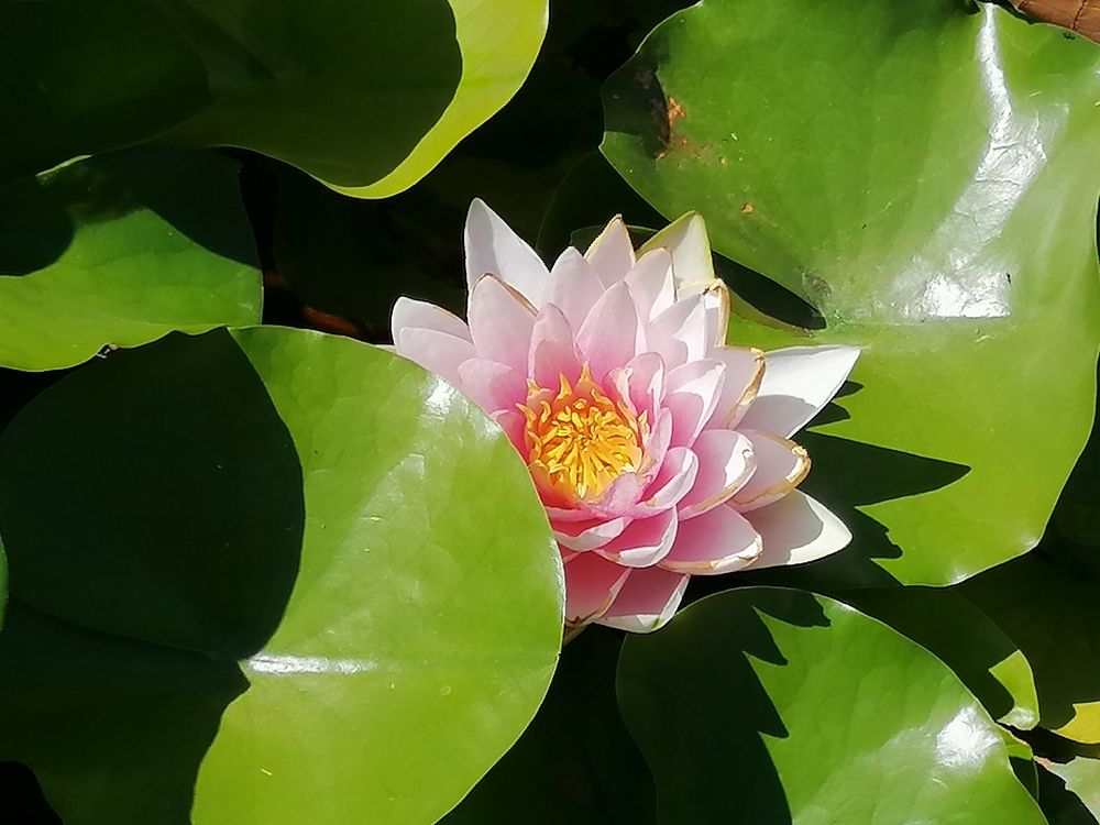 Photograph by Alla Andreevskaya