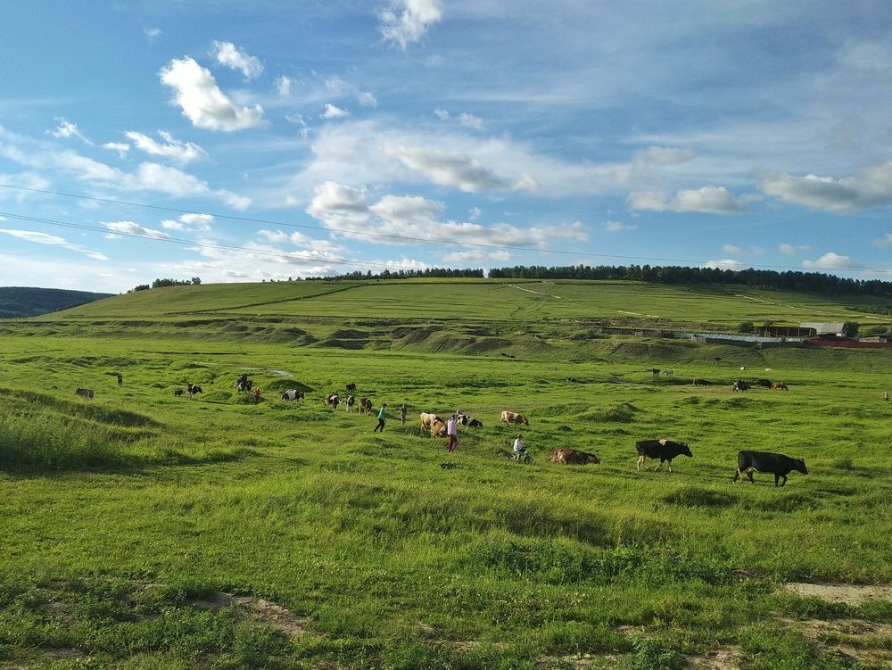 Встреча стада.