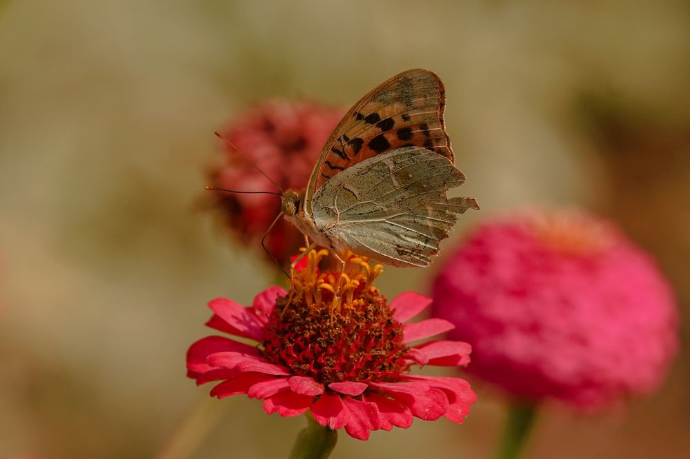 Photograph by Ксения Гасица