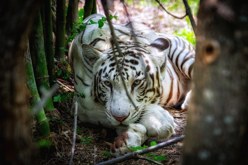 Photograph by Jaspreet Singh