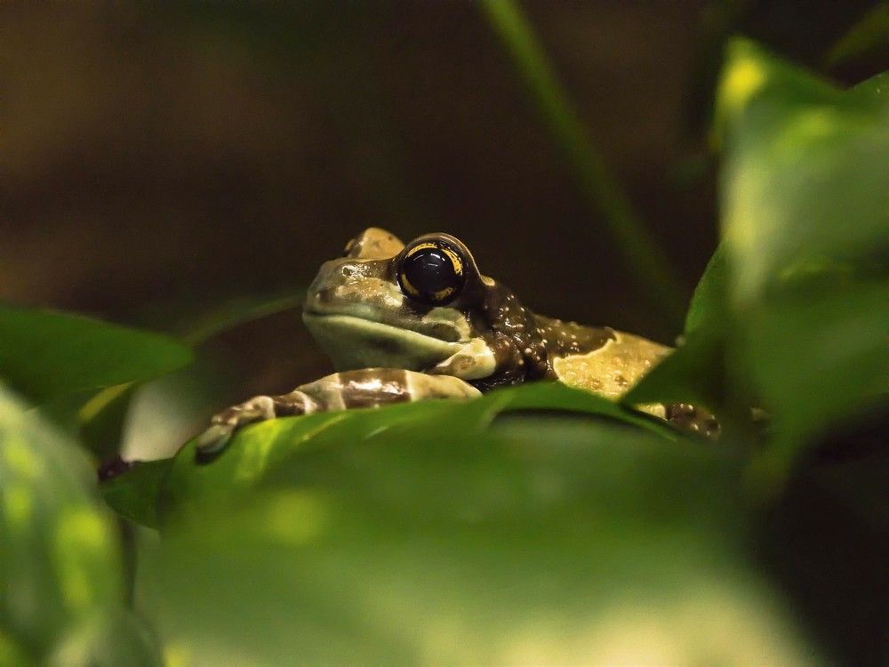 Фотография автора Jaroslav Hanzalík