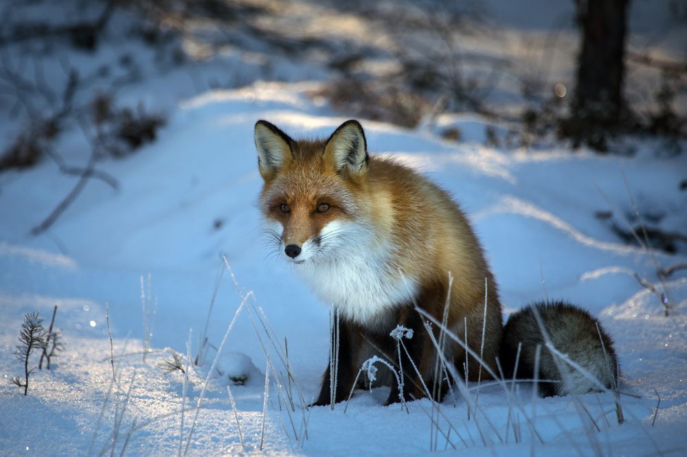 Таежная фотосессия