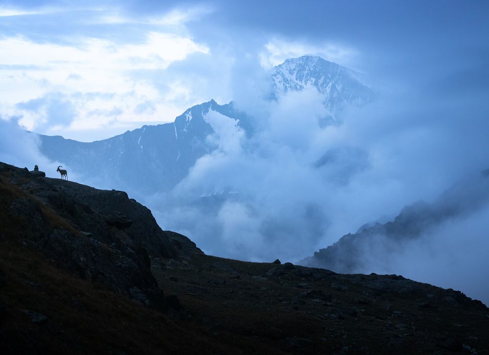 Алтайский архар