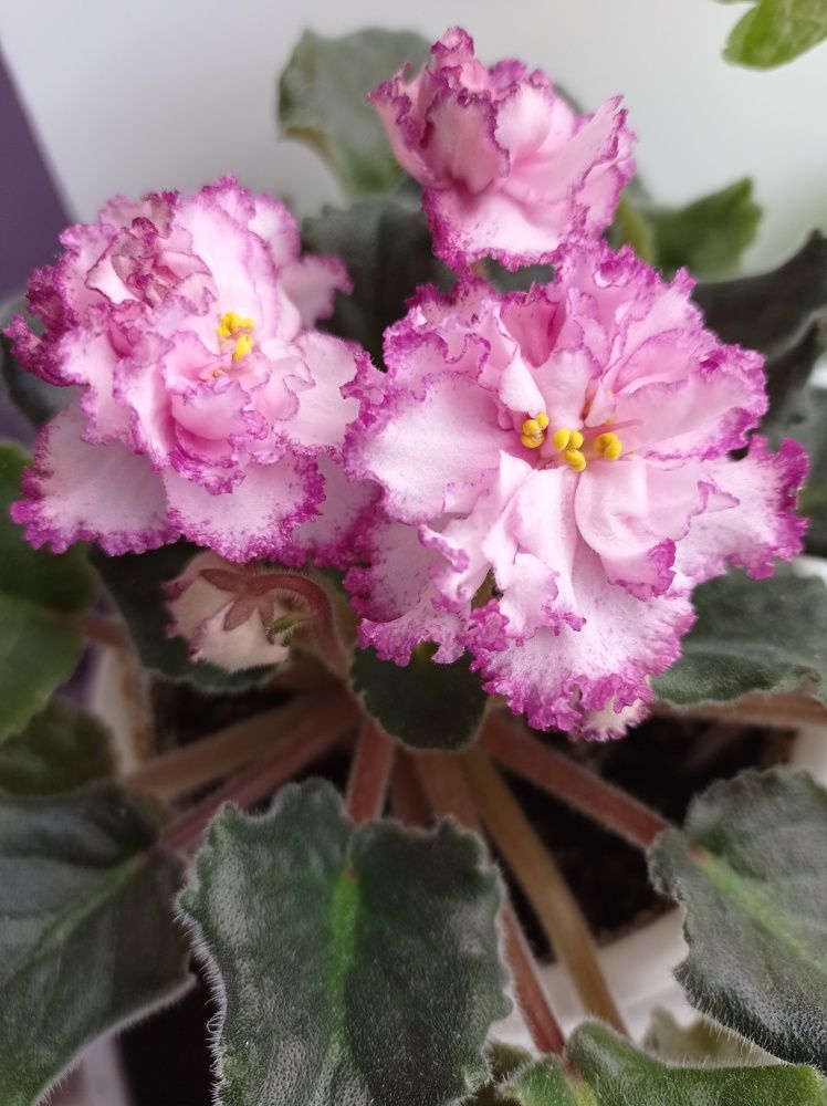 Photograph by Ирина Марченко