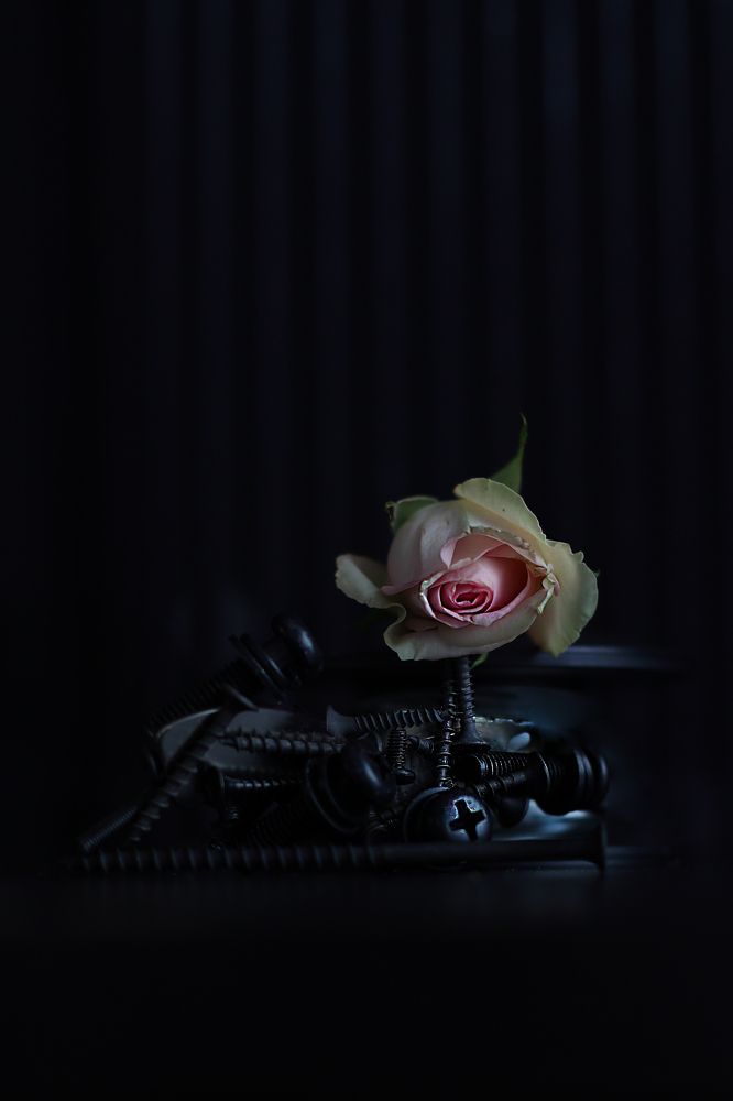 Broken Flowers: Rose