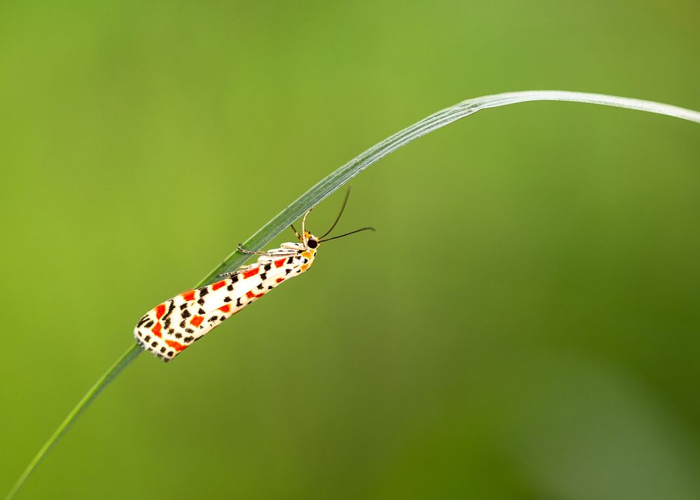 Photograph by SHAJI CHANDRAN