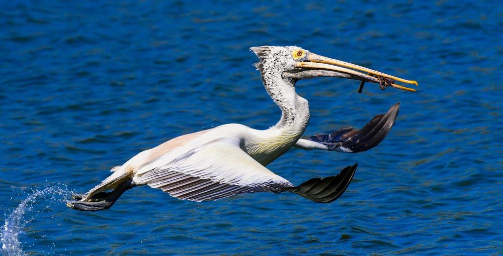 Spot billed pelican with a nesting material
