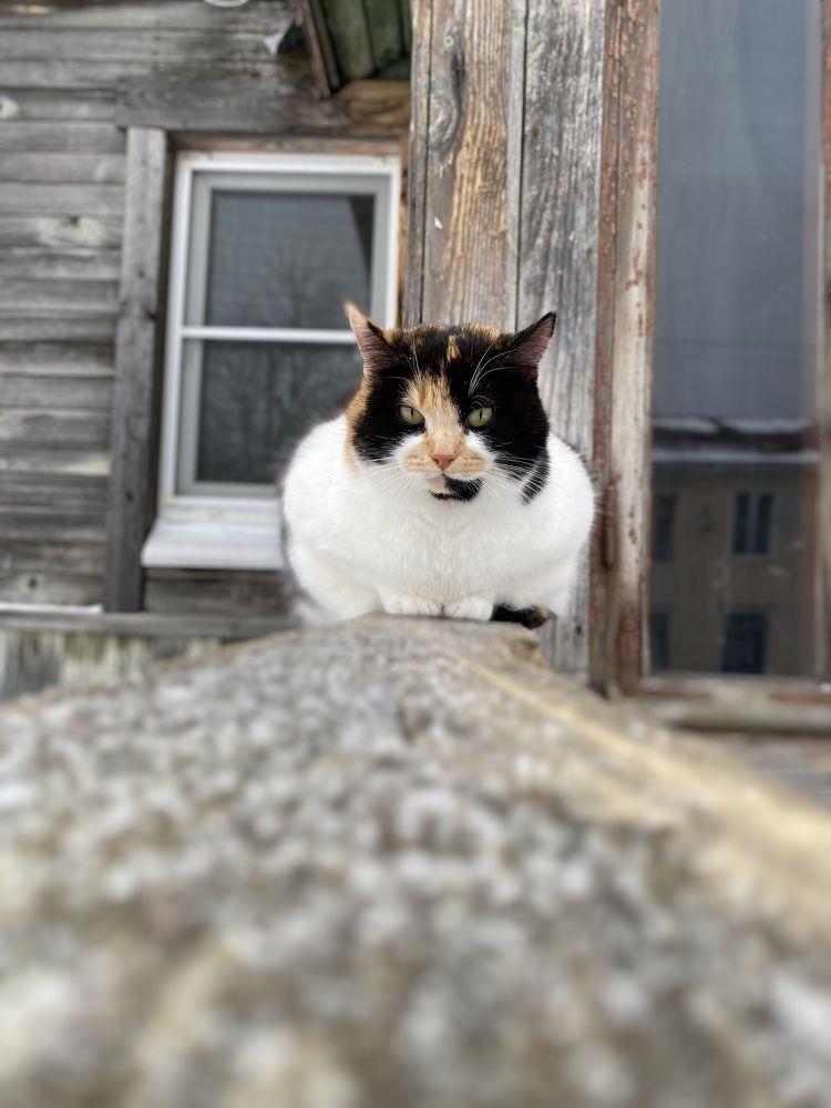 Photograph by Анастасия Лукьянюк