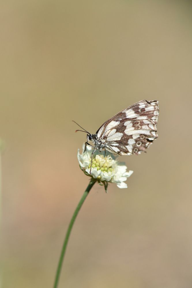 Photograph by Bilyana Dyankova