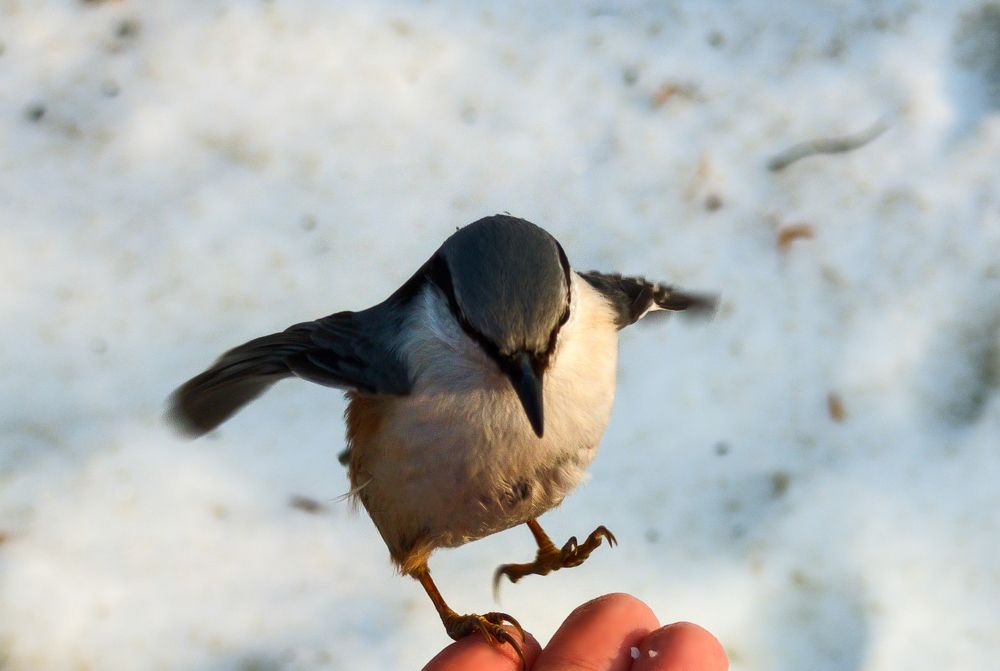 Фотография автора Александр Андреянов