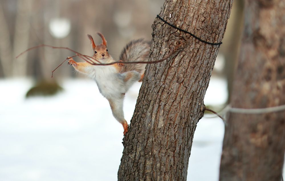 Белка и паркур