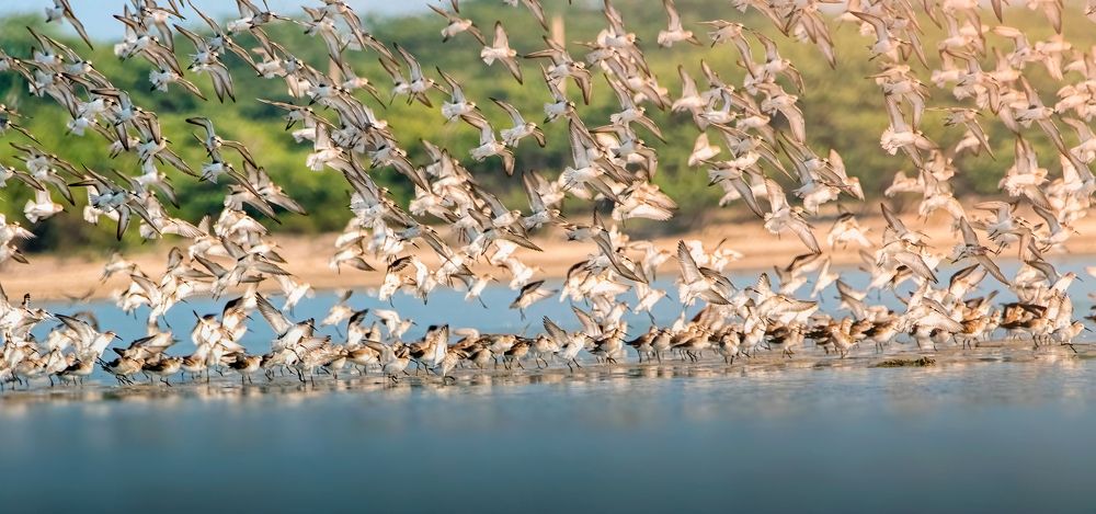 Photograph by Lasantha Niroshan