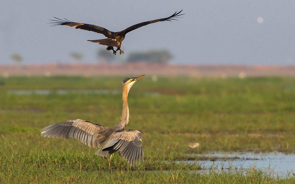 Photograph by CHINTA HARAN GHOSH