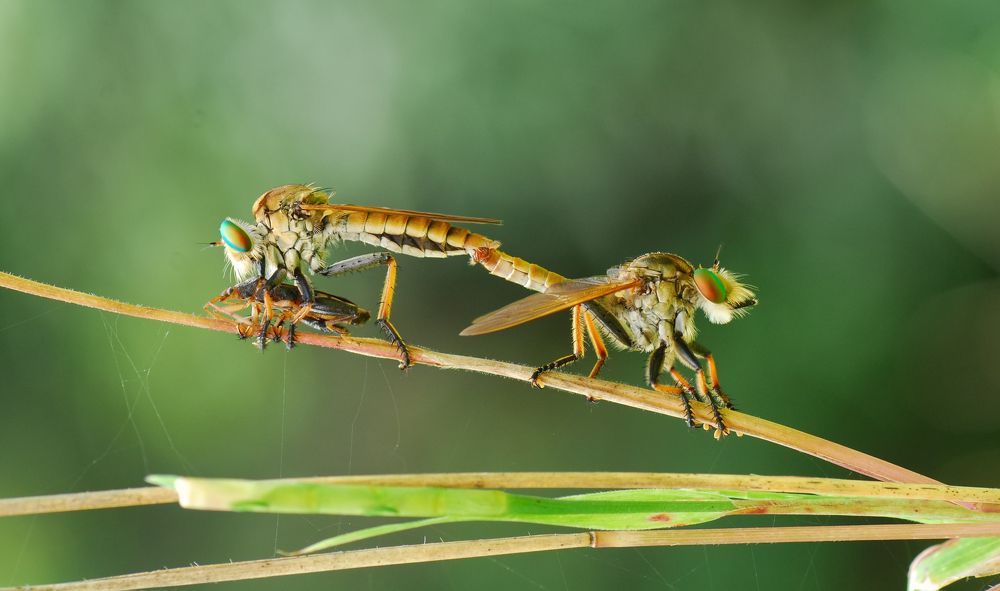 Photograph by ujang wahyudin