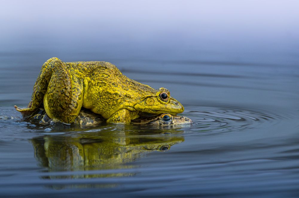 Фотография автора Mainak Halder